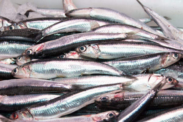 Boquerón Sin Espinas (500g) - Imagen 2